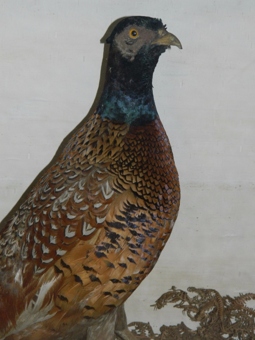 taxidermy pair of pheasants View II