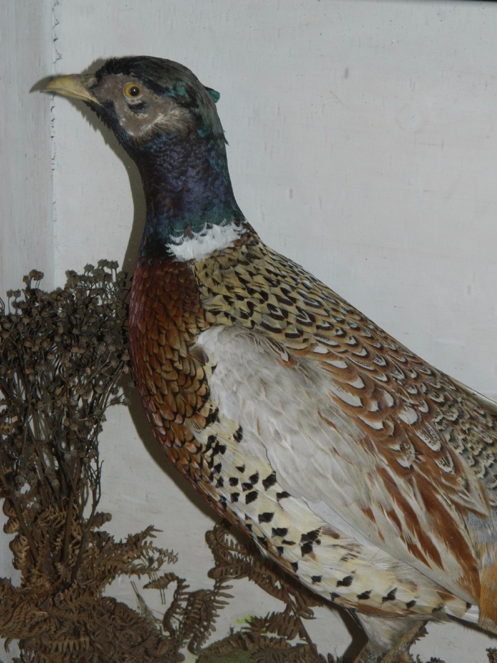 taxidermy pair of pheasants View III