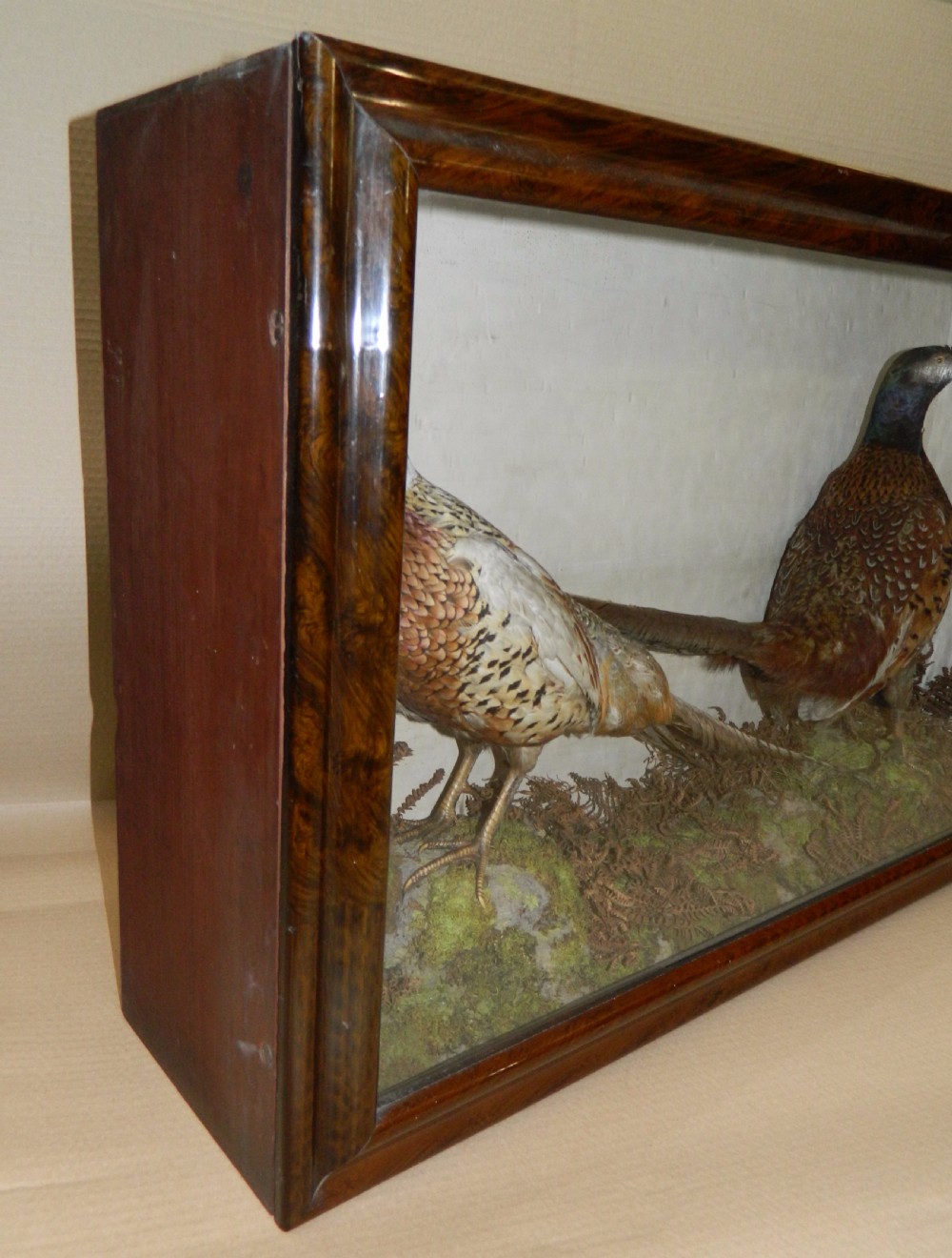 taxidermy pair of pheasants View IV