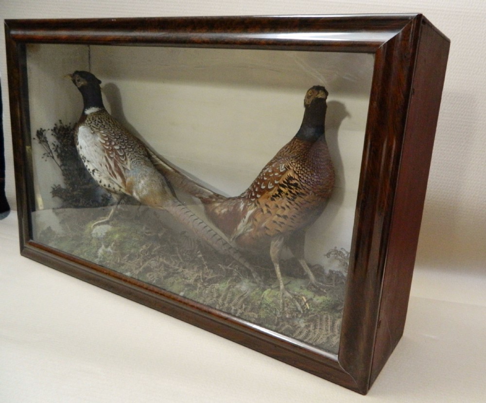 taxidermy pair of pheasants View V