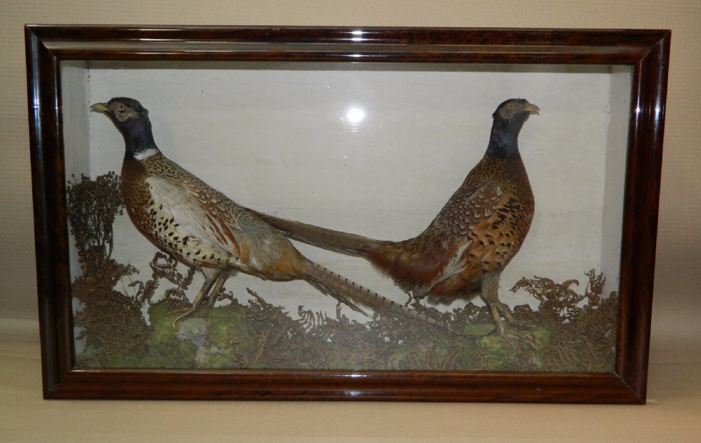 taxidermy pair of pheasants View VI