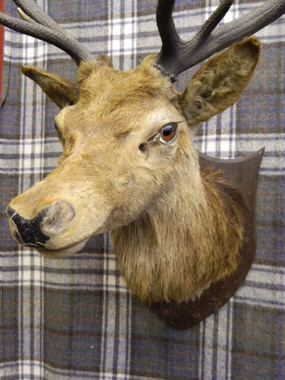 taxidermy Royal stags head View II