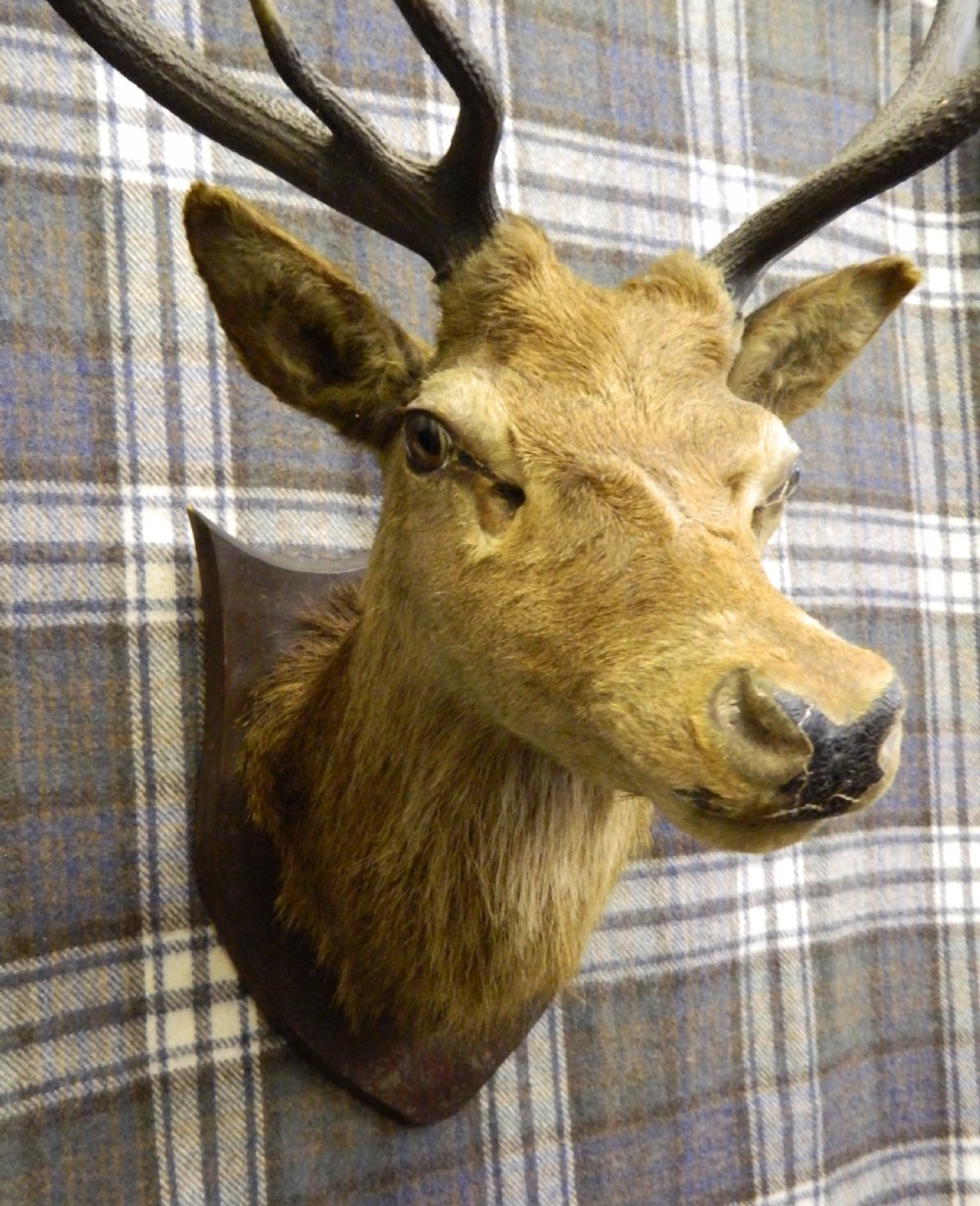 taxidermy Royal stags head View III