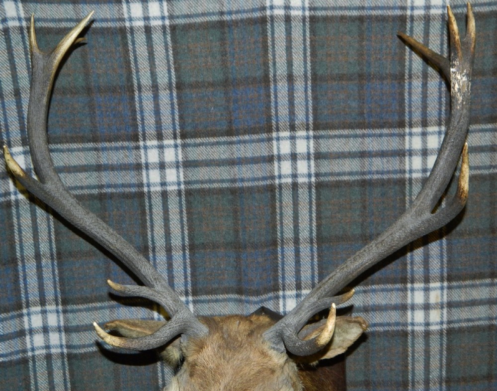 taxidermy Royal stags head View IV