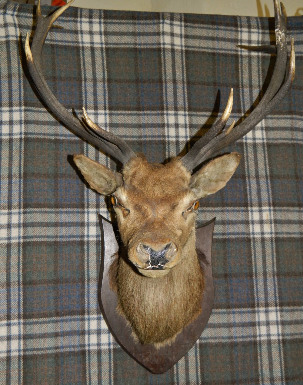 taxidermy Royal stags head View V