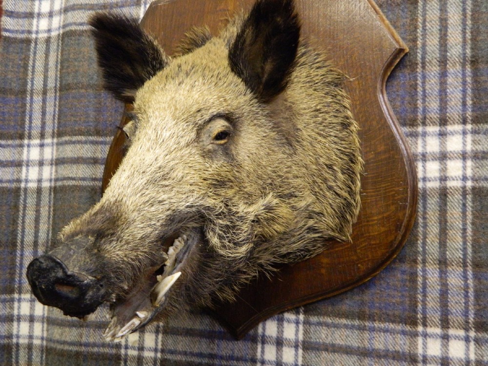 taxidermy boars head