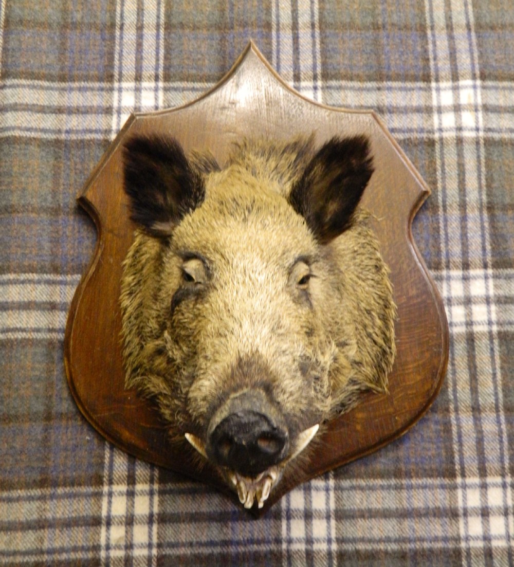 taxidermy boars head View II