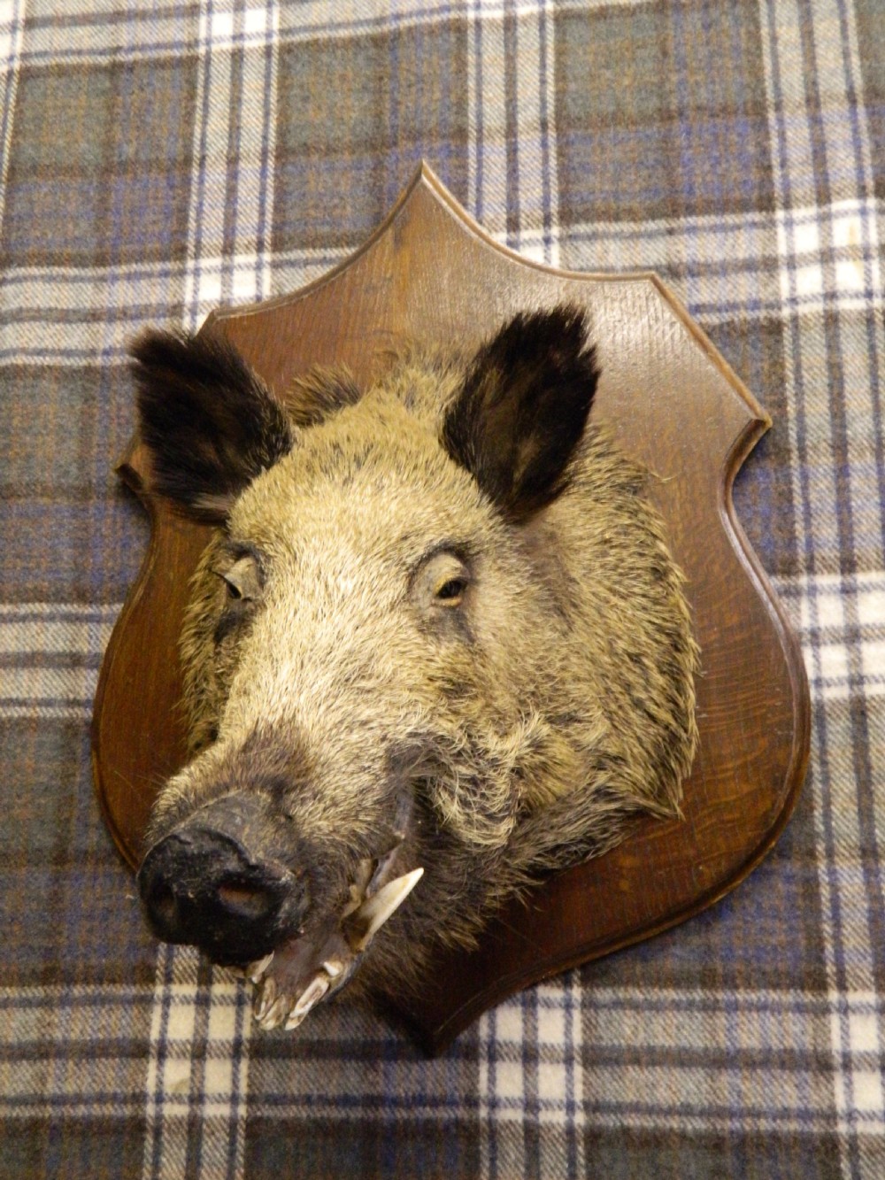 taxidermy boars head View III
