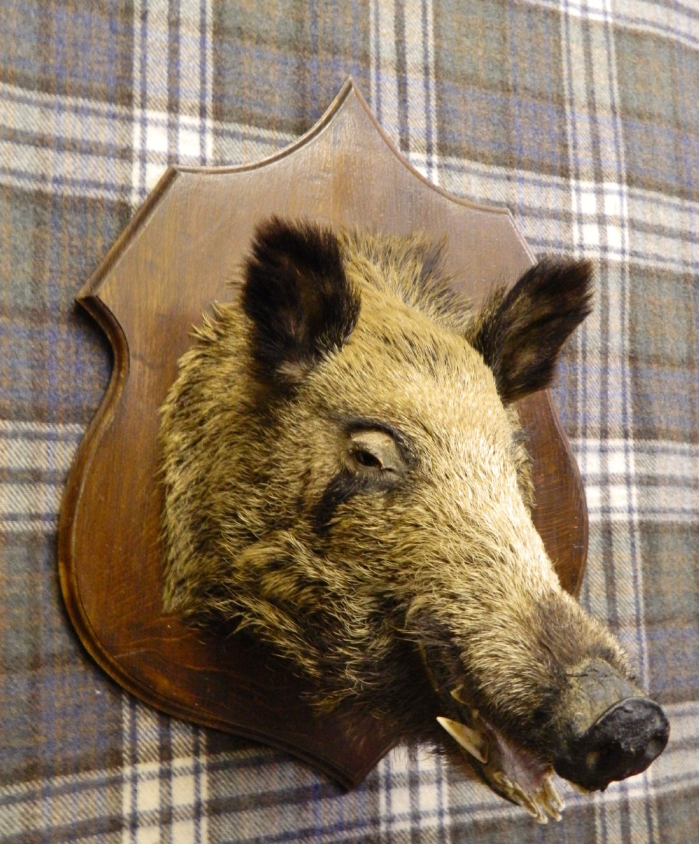 taxidermy boars head View IV