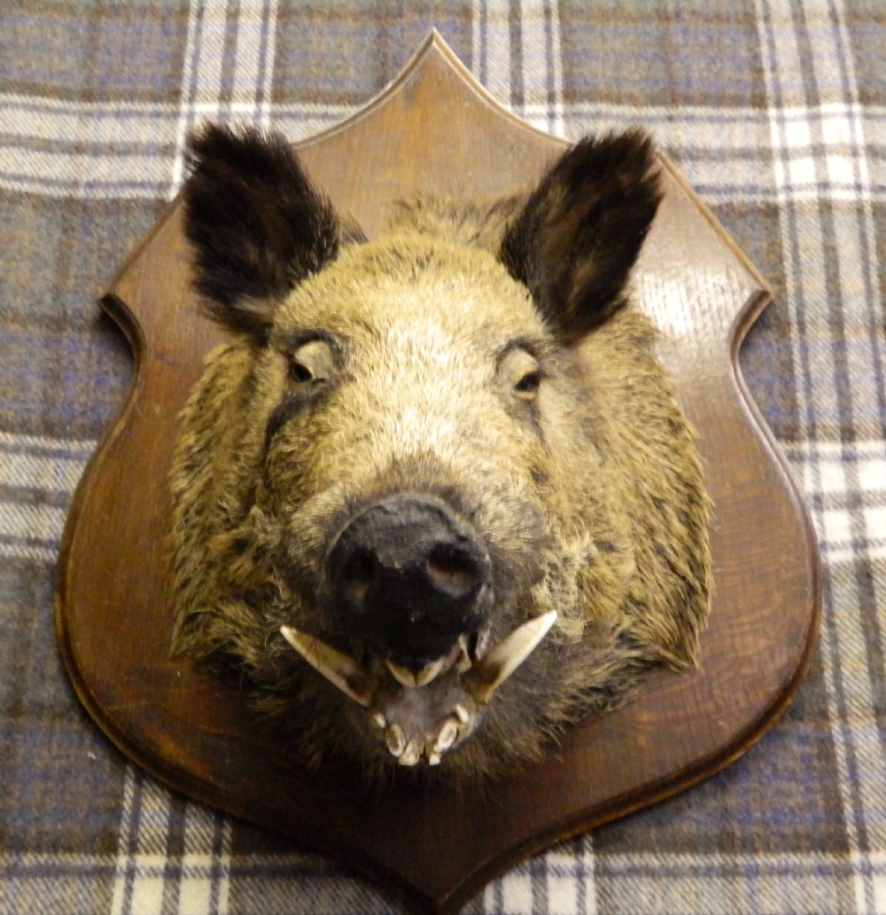 taxidermy boars head View V