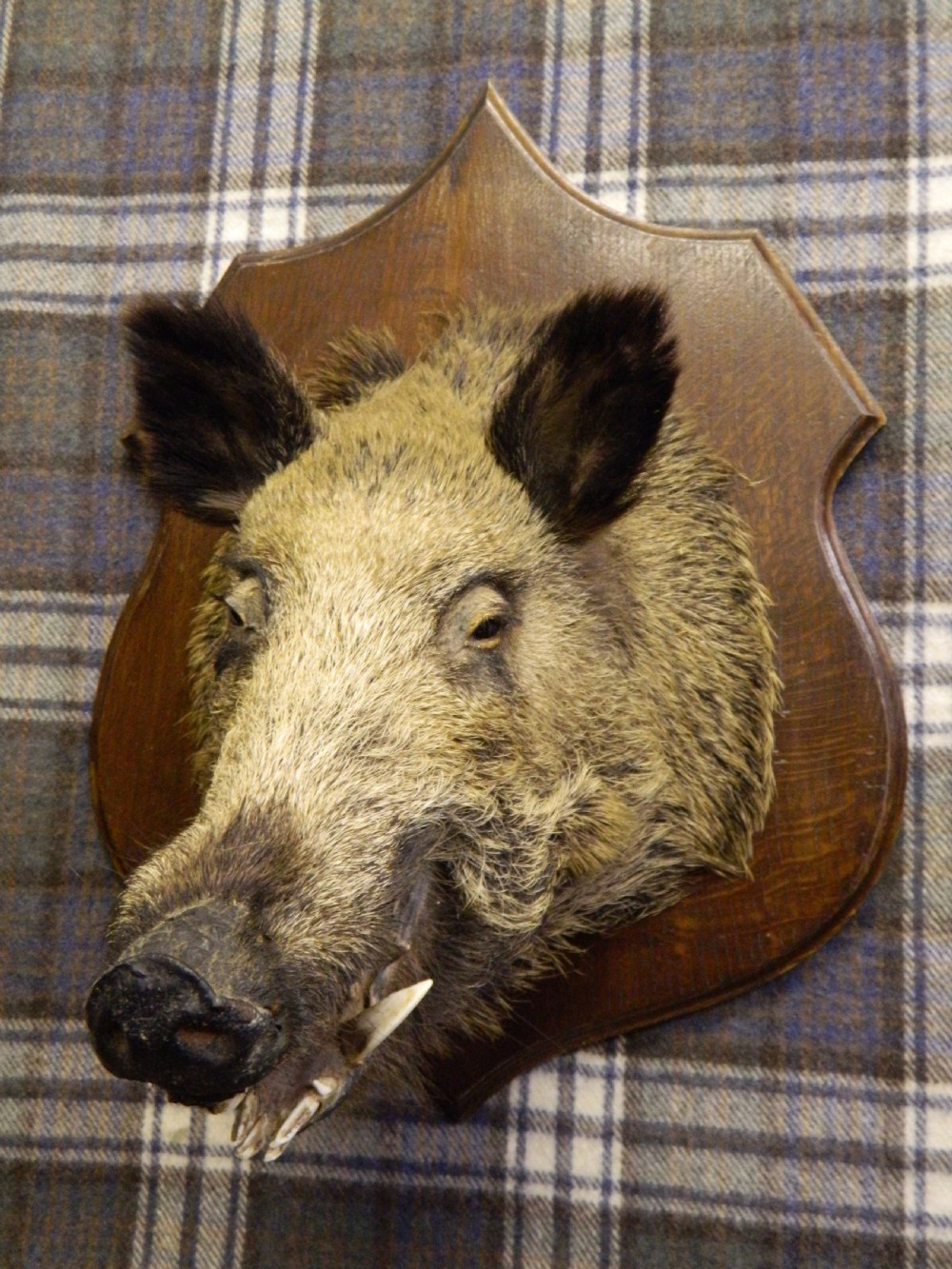 taxidermy boars head View VI