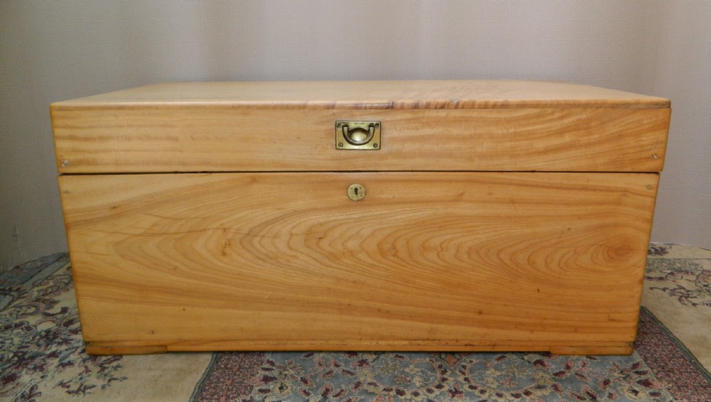 camphor wood trunk