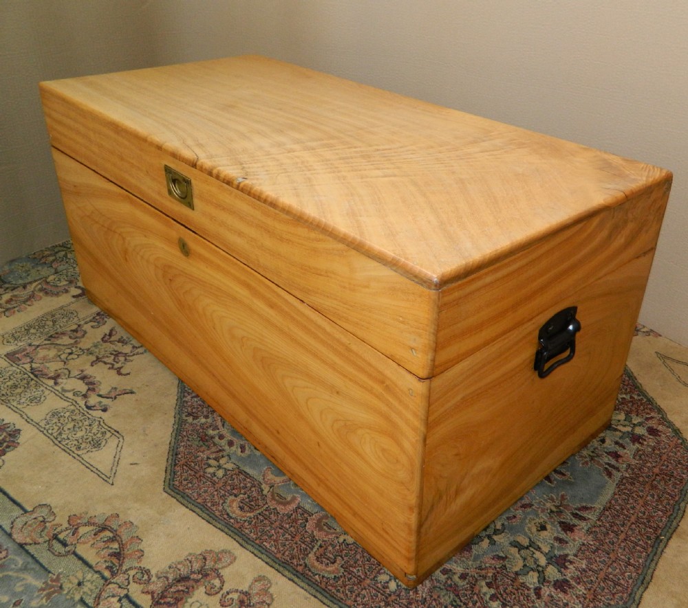 camphor wood trunk View II