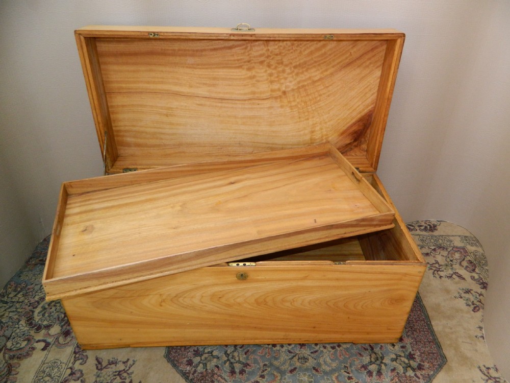 camphor wood trunk View III