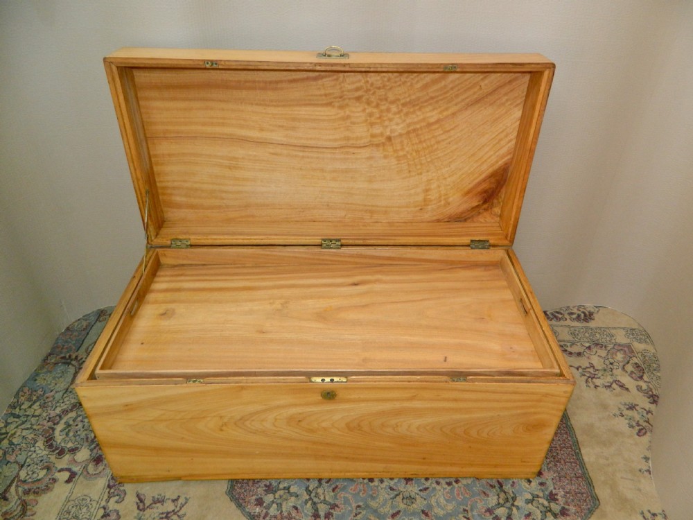 camphor wood trunk View IV