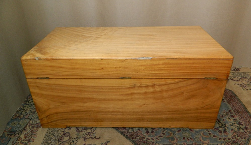 camphor wood trunk View V