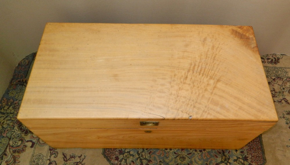 camphor wood trunk View VI