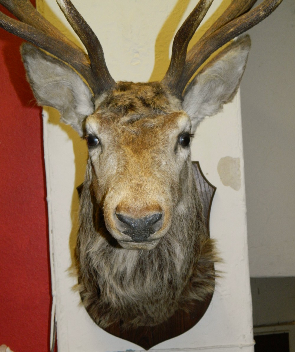 taxidermy Royal stags head View II