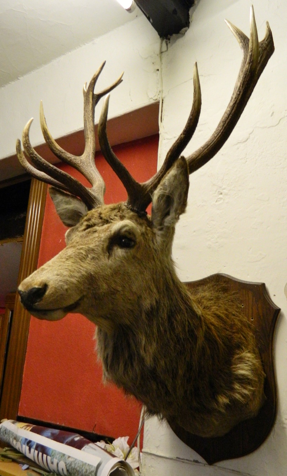 taxidermy Royal stags head View V