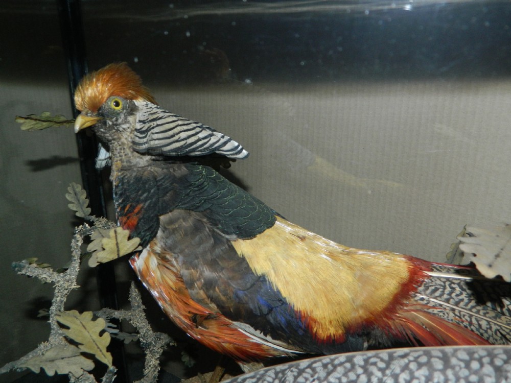 large cased taxidermy birds View II