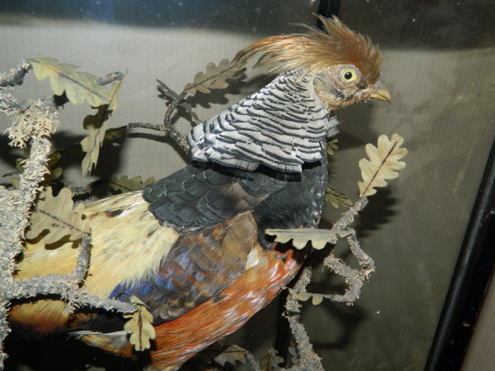large cased taxidermy birds View III