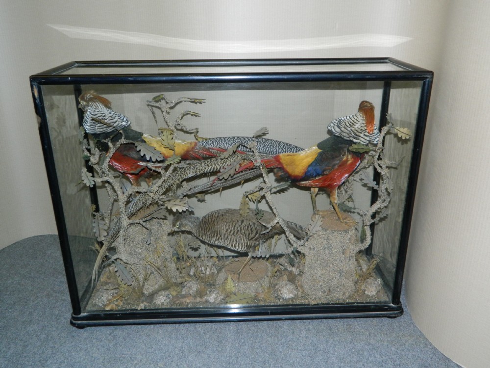 large cased taxidermy birds View IV