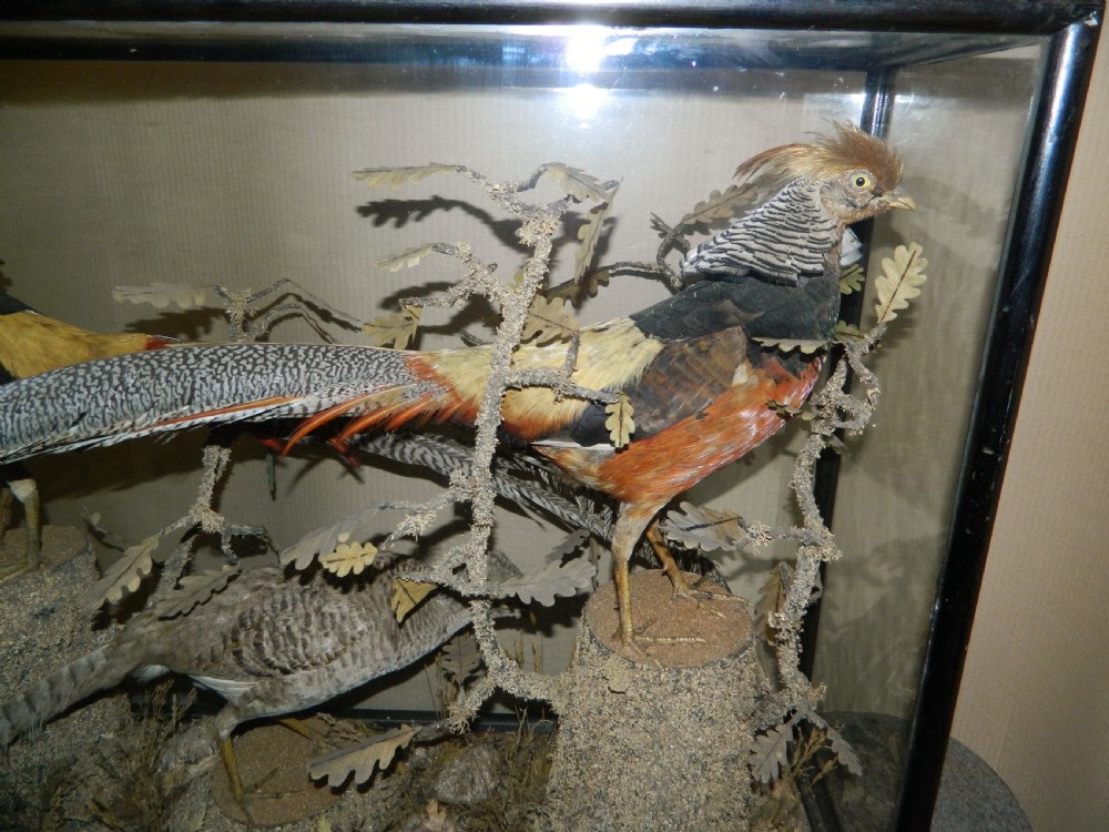 large cased taxidermy birds View V