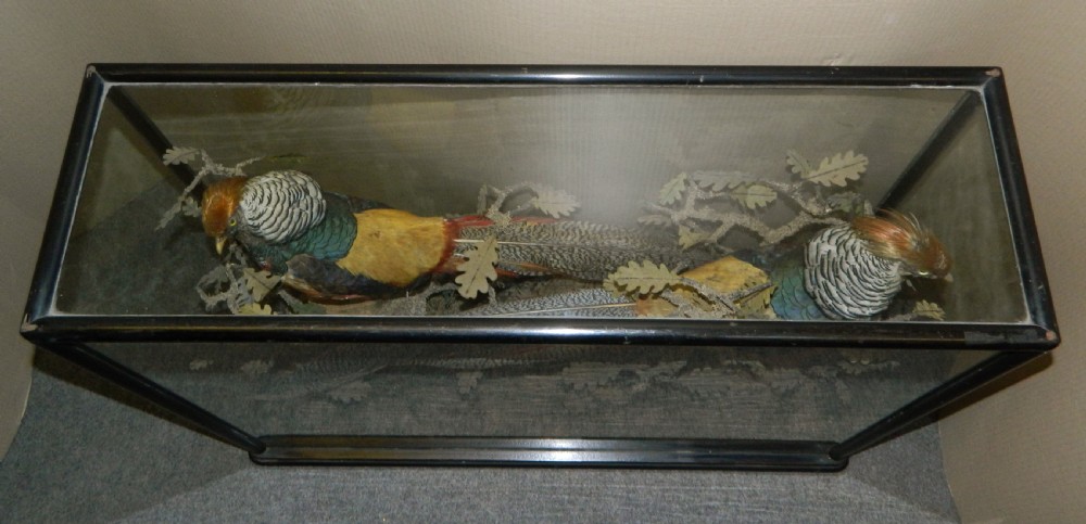 large cased taxidermy birds View VI