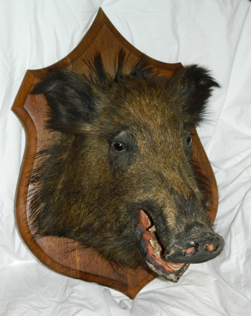 taxidermy boars head View II
