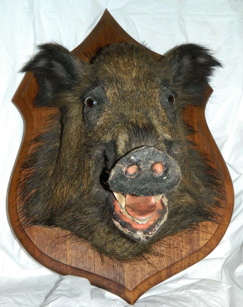 taxidermy boars head View III
