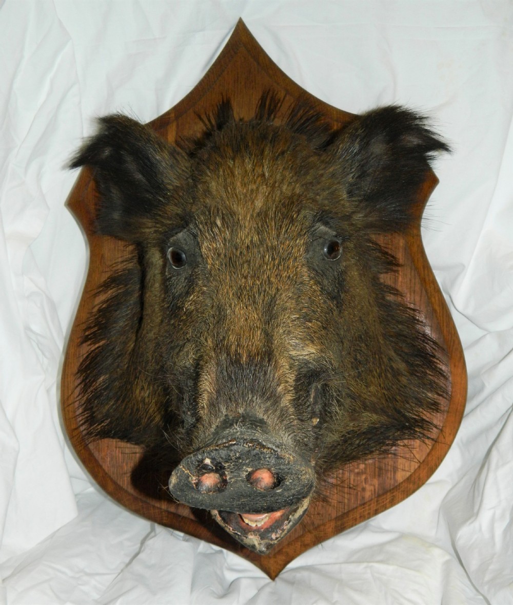 taxidermy boars head View IV