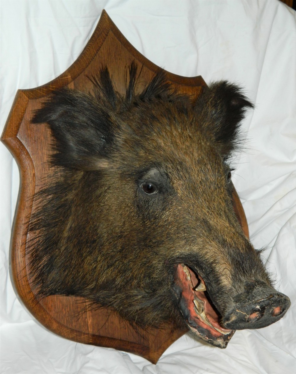 taxidermy boars head View V