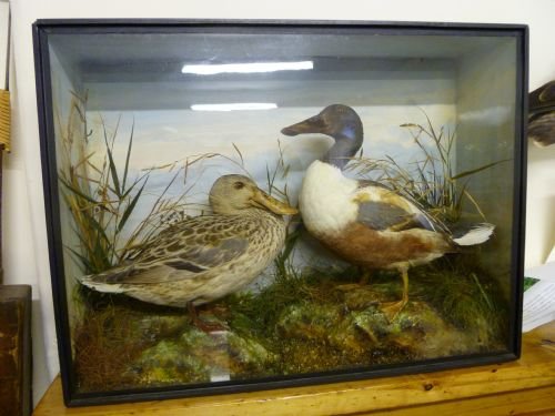 Victorian Taxidermy by Gardner of Oxford St, London Shovelor Ducks Male and Female.