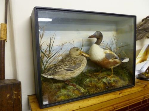 fig 1. VICTORIAN TAXIDERMY BY GARDNER OF OXFORD ST, LONDON SHOVELOR DUCKS MALE AND FEMALE.