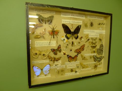A Wonderful Late Victorian/ Early Edwardian, Educational Museum Collectors Cabinet Wall Case of Insects.