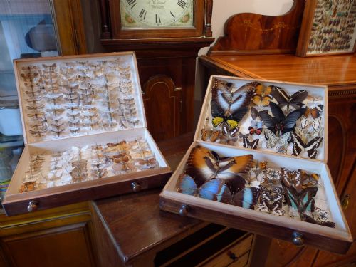 fig 1. EXCELLENT VICTORIAN WELLINGTON CHEST BUTTERFLY AND MOTH COLLECTORS CABINET WITH COLLECTION