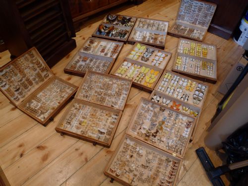 fig 2. EXCELLENT VICTORIAN WELLINGTON CHEST BUTTERFLY AND MOTH COLLECTORS CABINET WITH COLLECTION