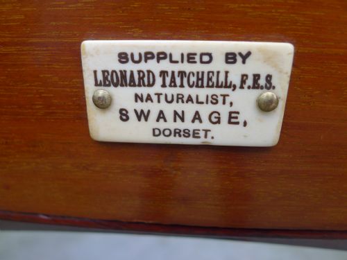 fig 3. A SOLID MAHOGANY 16 DRAWER COLLECTORS CABINET BY LEONARD TATCHELL CIRCA 1880