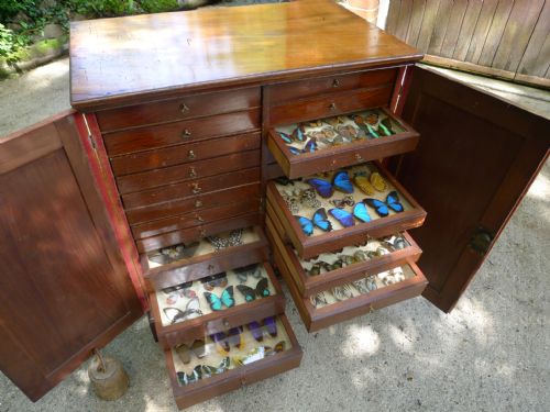 A Georgian Mahogany Collectors Cabinet Circa 1820 with Collection of Exotic Butterflies and Moths.