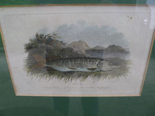 fig 1. A set of six framed antique prints depicting various fish species, fishing flies, and angling tackle mounted on green backing.