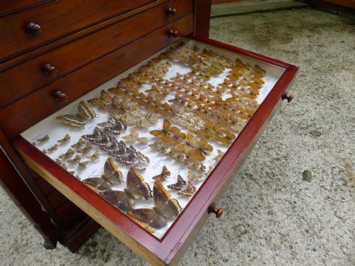 fig 1. A GOOD VICTORIAN 14 DRAWER CABINET WITH COLLECTION. BRITISH MOTHS, PRESERVED LARVAE, EUROPEAN BUTTERFLIES AND MOTHS.