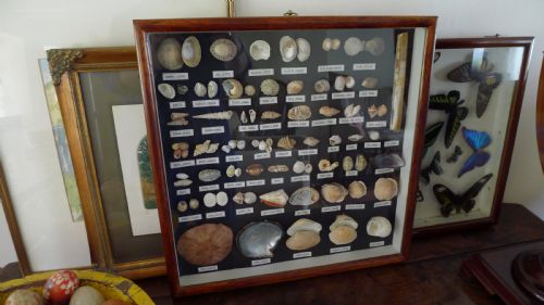 A Superb Collectors Cabinet Wall Case of Marine Shells.