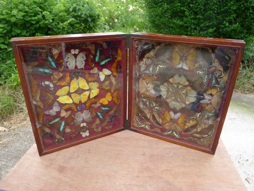 A Superb Victorian Glazed Folding Collectors Cabinet Containing 200 Exotic Tropical Insects. Circa 1870.