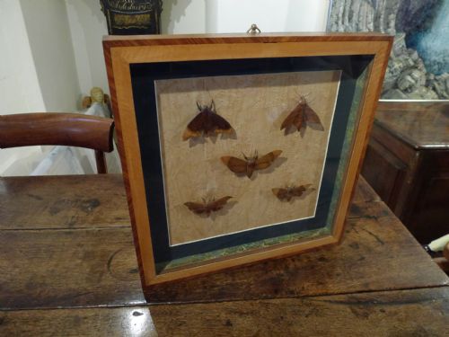 An Antique Case Containing 5 Treen Hawkmoths. Circa 1860