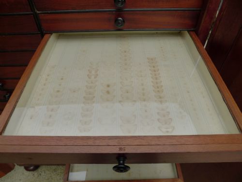AN HISTORICALLY IMPORTANT 40 DRAWER MAHOGANY COLLECTORS CABINET PROPERTY OF THE LATE JCDALE 1791 1872 - ADDITIONAL PHOTO 14