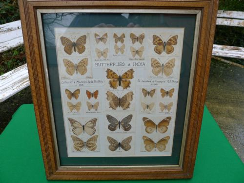 A Glazed Frame 'Butterflies of India'  Collected and Mounted by W.boothby in 1923.