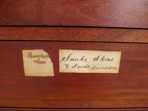 AN HISTORICALLY IMPORTANT COLLECTORS CABINET THE PROPERTY OF WILLIAM JOHN BURCHALL 17811863 CIRCA 1830 - ADDITIONAL PHOTO 2