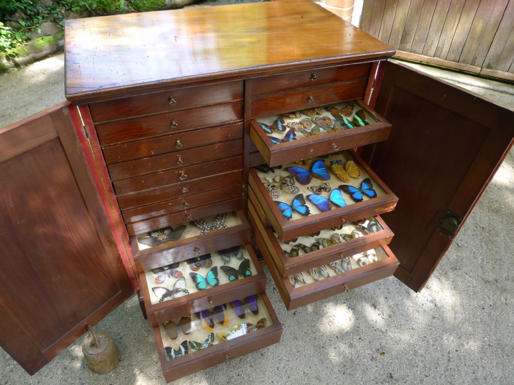 A GEORGIAN MAHOGANY COLLECTORS CABINET CIRCA 1820 WITH COLLECTION OF EXOTIC BUTTERFLIES AND MOTHS.