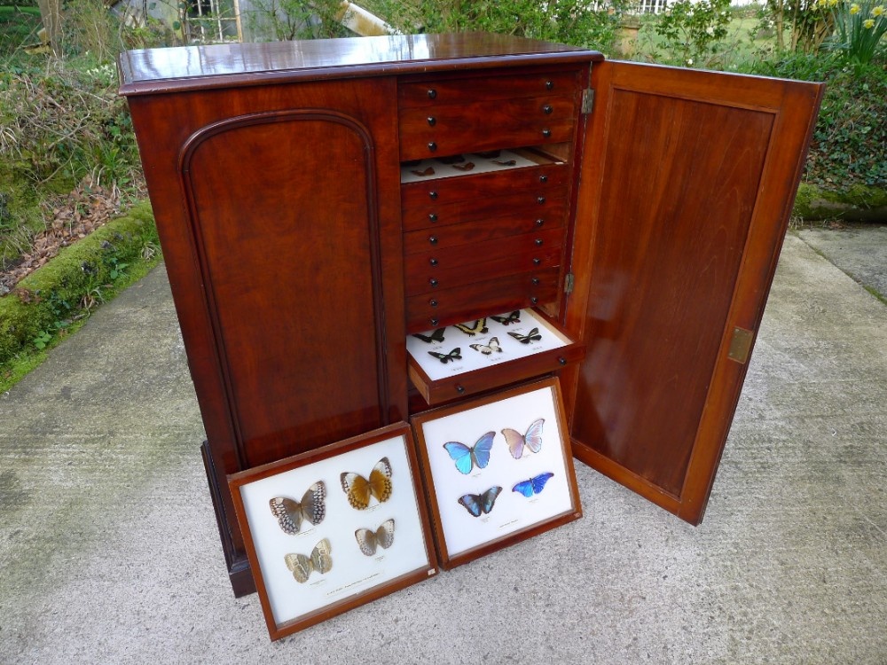 A VICTORIAN MAHOGANY 40 DRAWER COLLECTORS CABINET ON BRACKET FEET CIRCA 1890