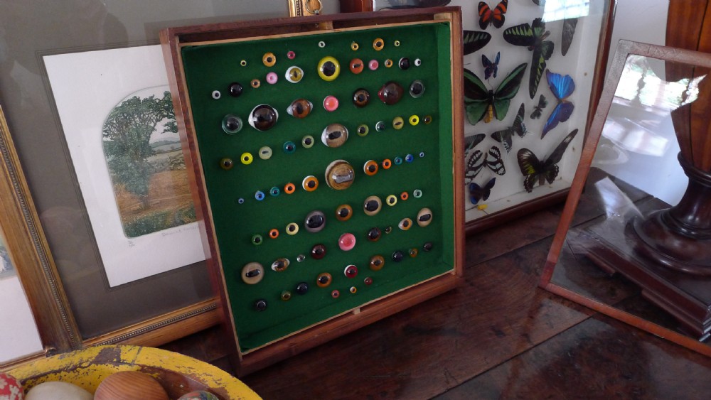 AN ANTIQUE WALL CASE CONTAINING A DISPLAY OF 77 VICTORIAN TAXIDERMY GLASS EYES.
